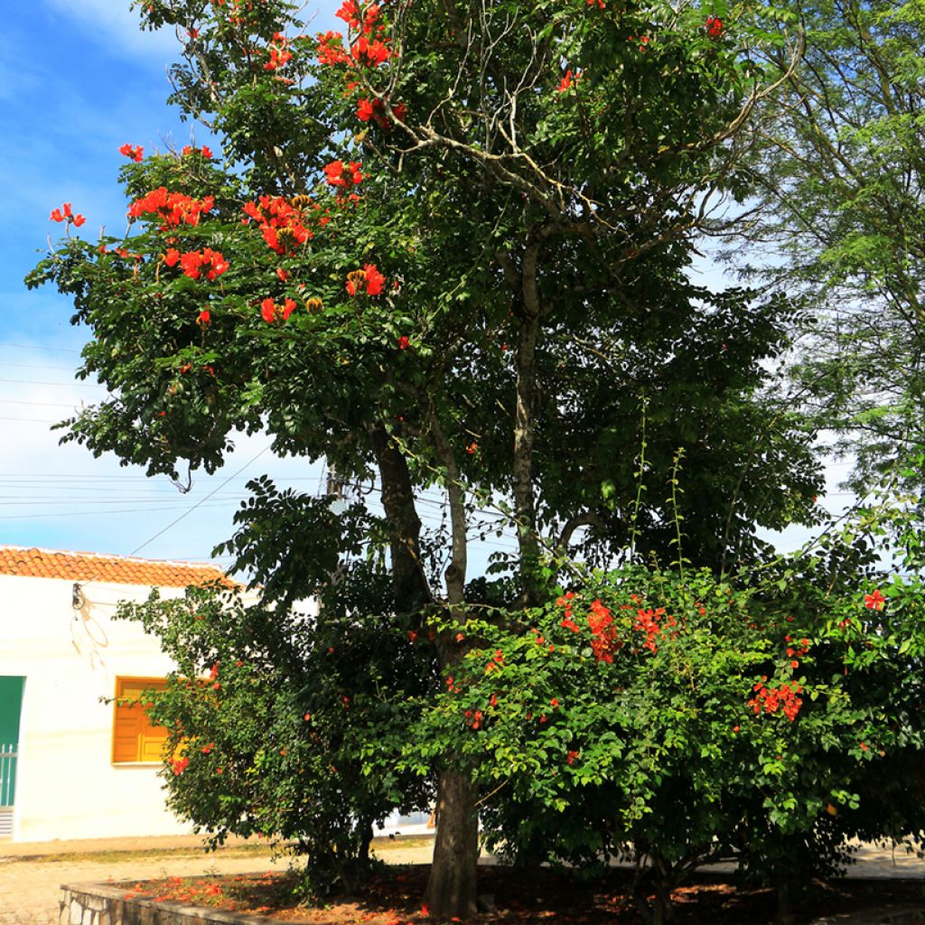 Spathodea campanulata - Tulipier du Gabon