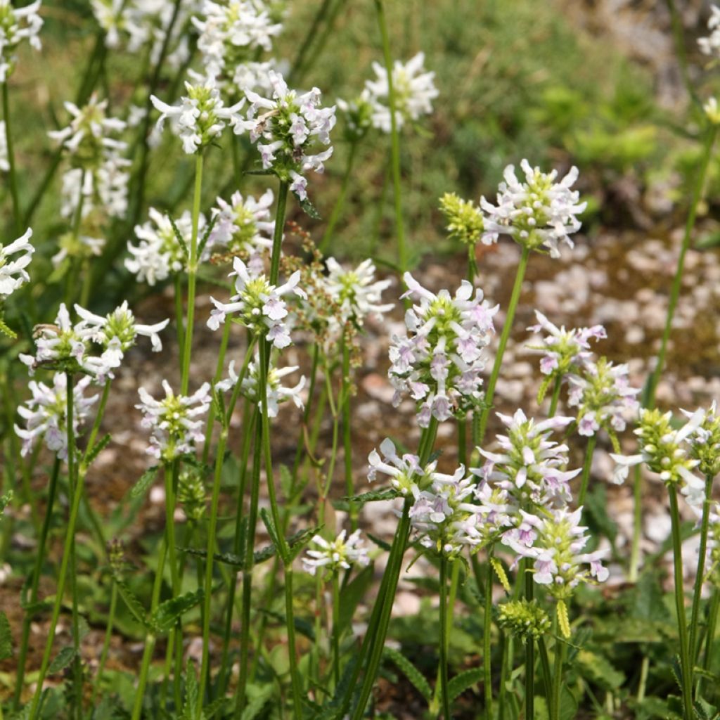 Stachys officinalis Alba - Bétoine officinale