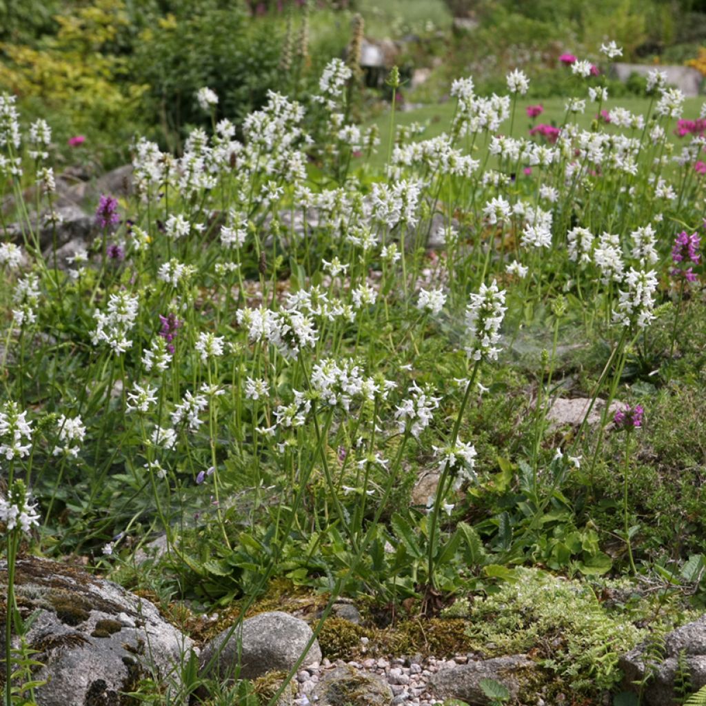 Stachys officinalis Alba - Bétoine officinale