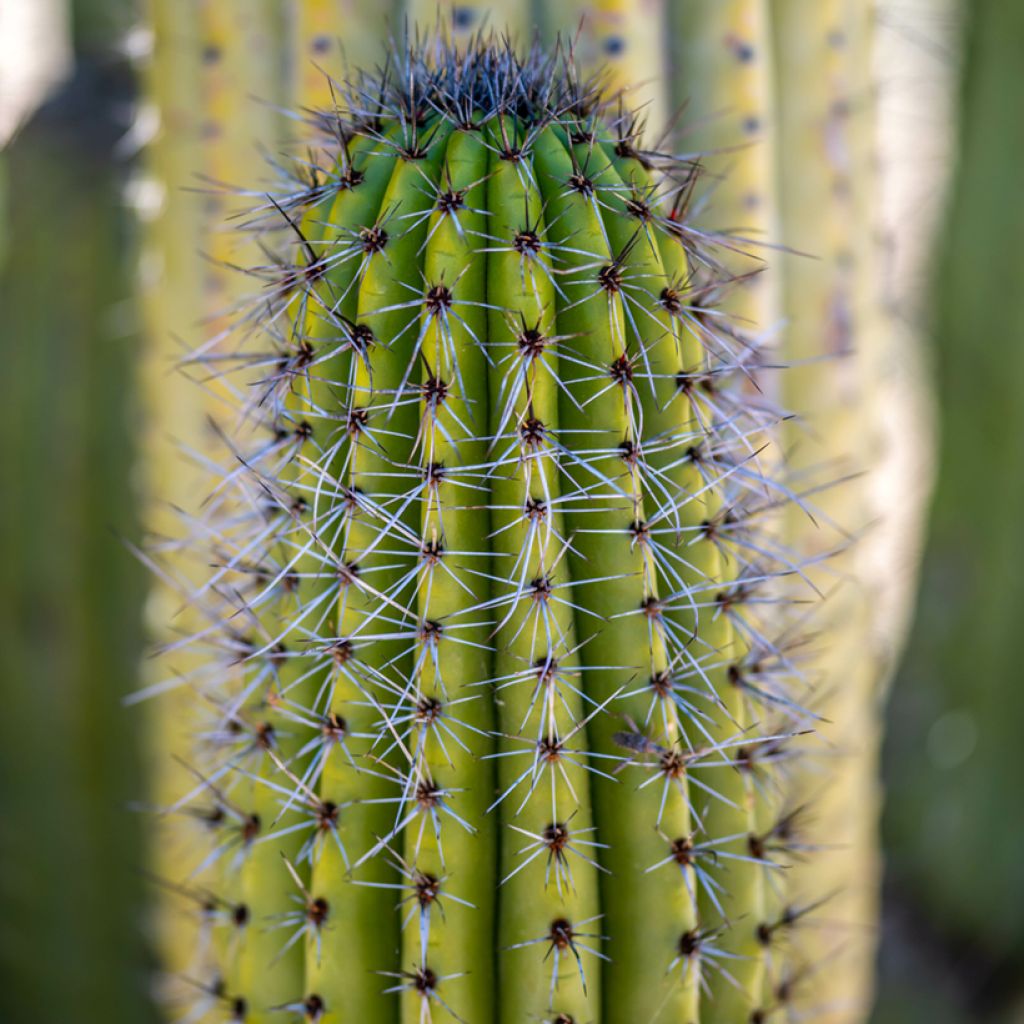 Stenocereus thurberi - Cactus orgue