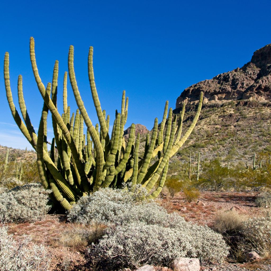 Stenocereus thurberi - Cactus orgue