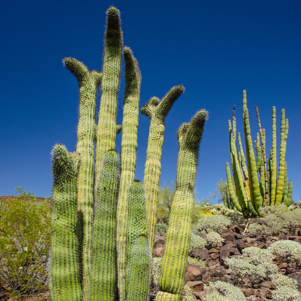 Stenocereus thurberi - Cactus orgue