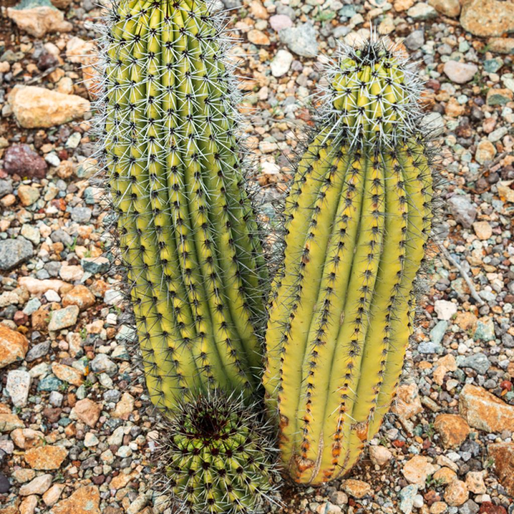 Stenocereus thurberi - Cactus orgue