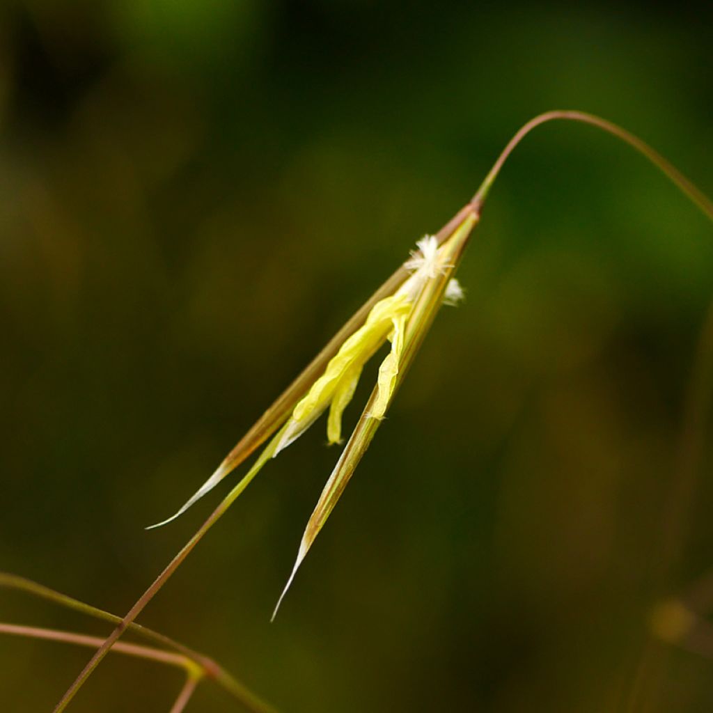 Stipa gigantea - Stipe géante