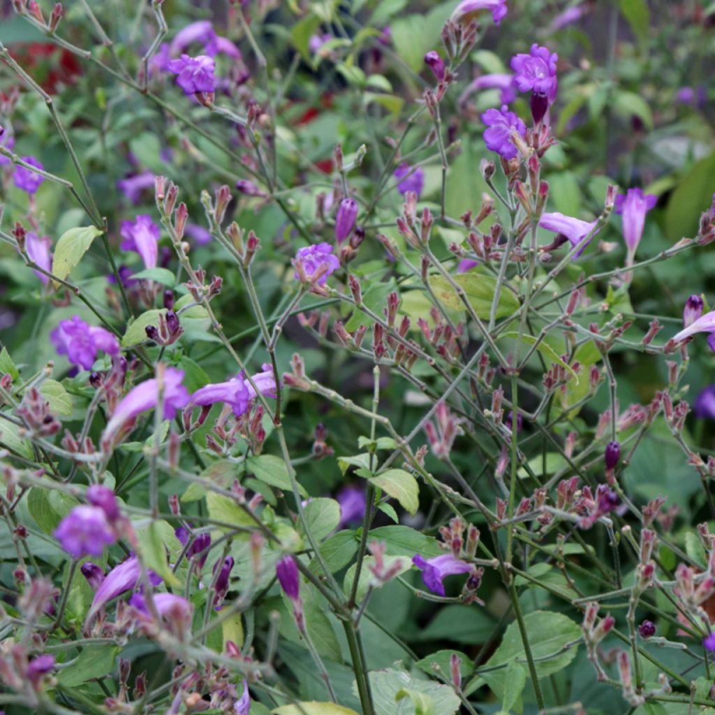Strobilanthes attenuata Blue Carpet - Strobilanthe