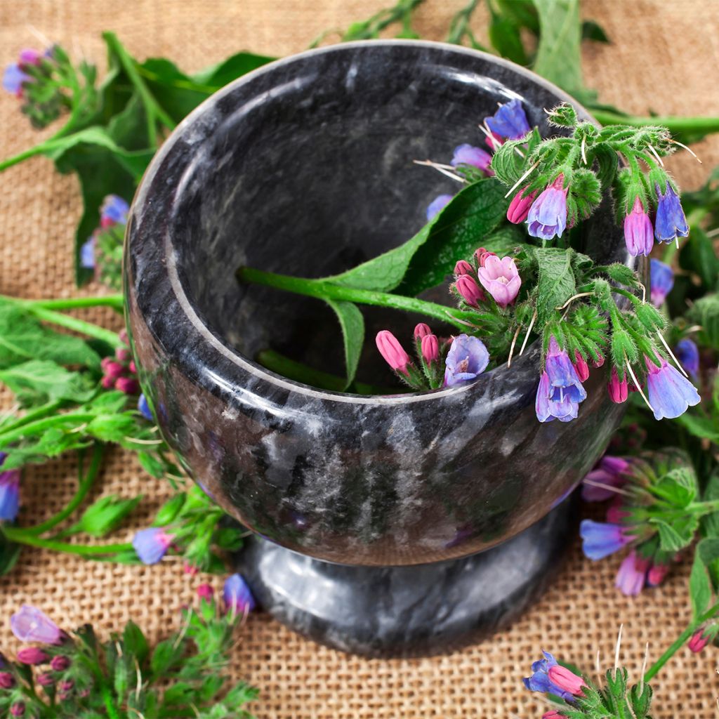 Consoude - Symphitum Bocking 14