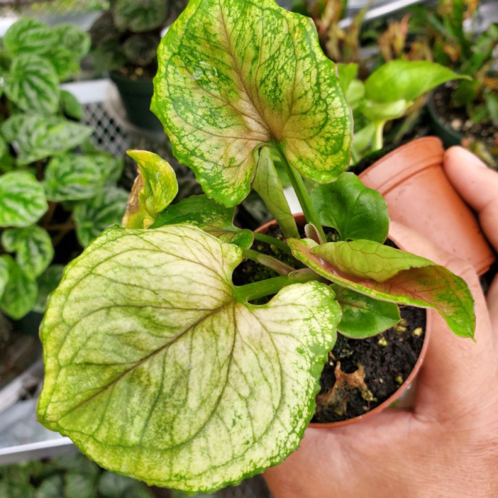 Syngonium Golden Allusion
