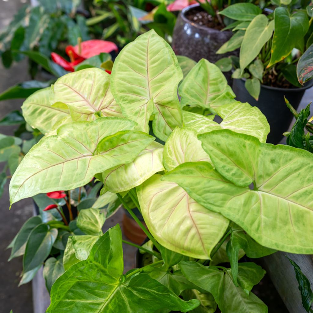 Syngonium Golden Allusion