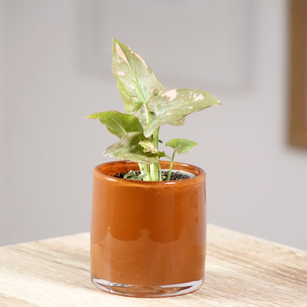 Syngonium Pink Splash