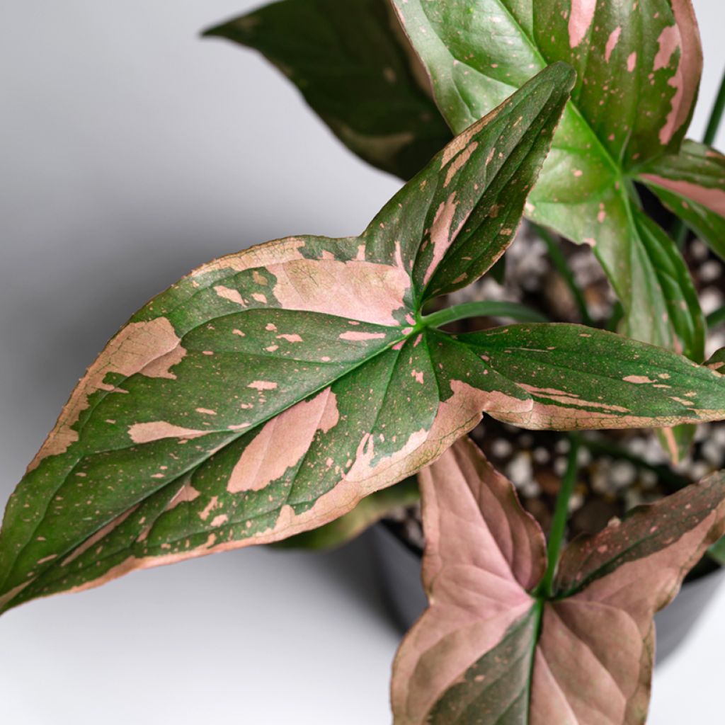 Syngonium Pink Splash