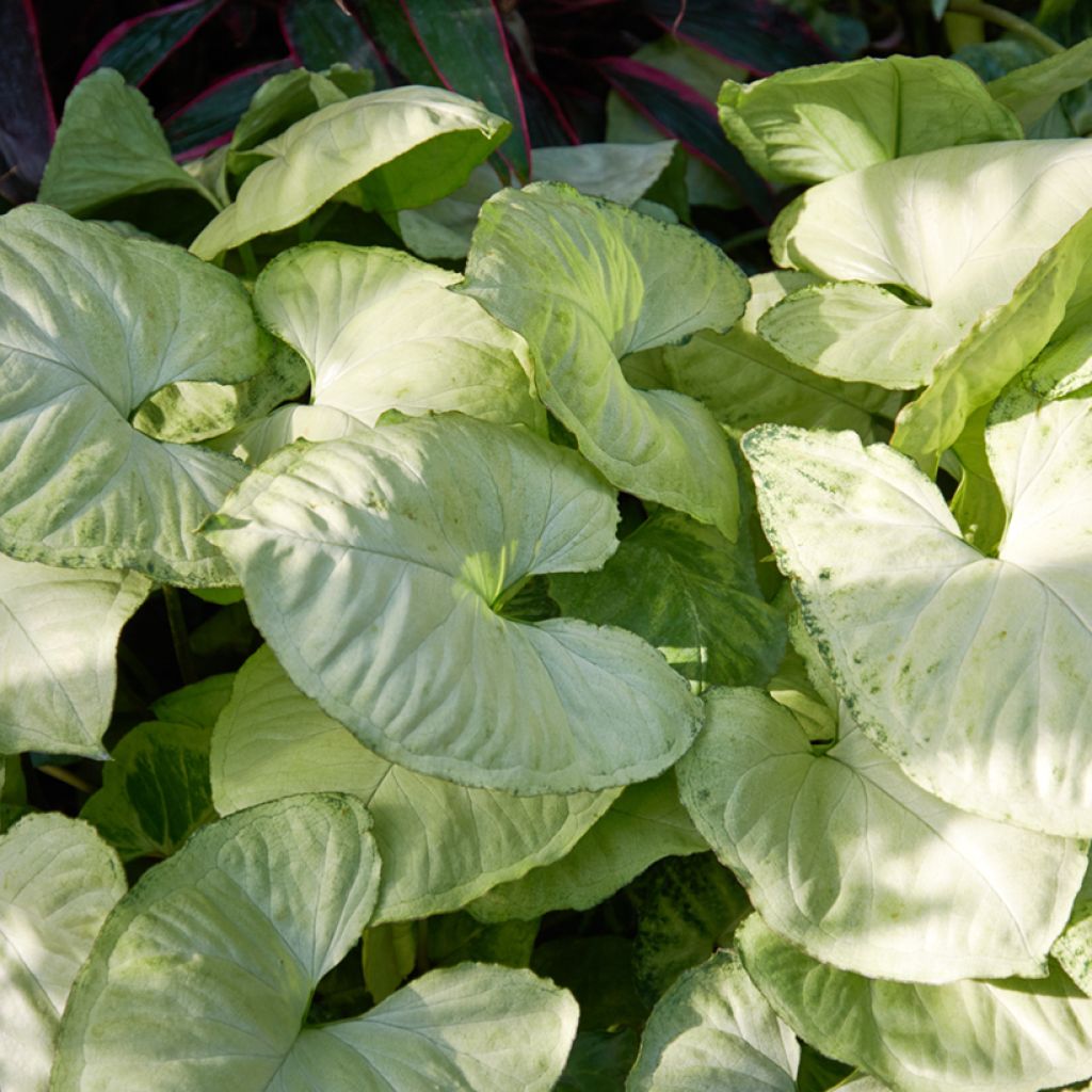 Syngonium Snow White - Patte d'oie