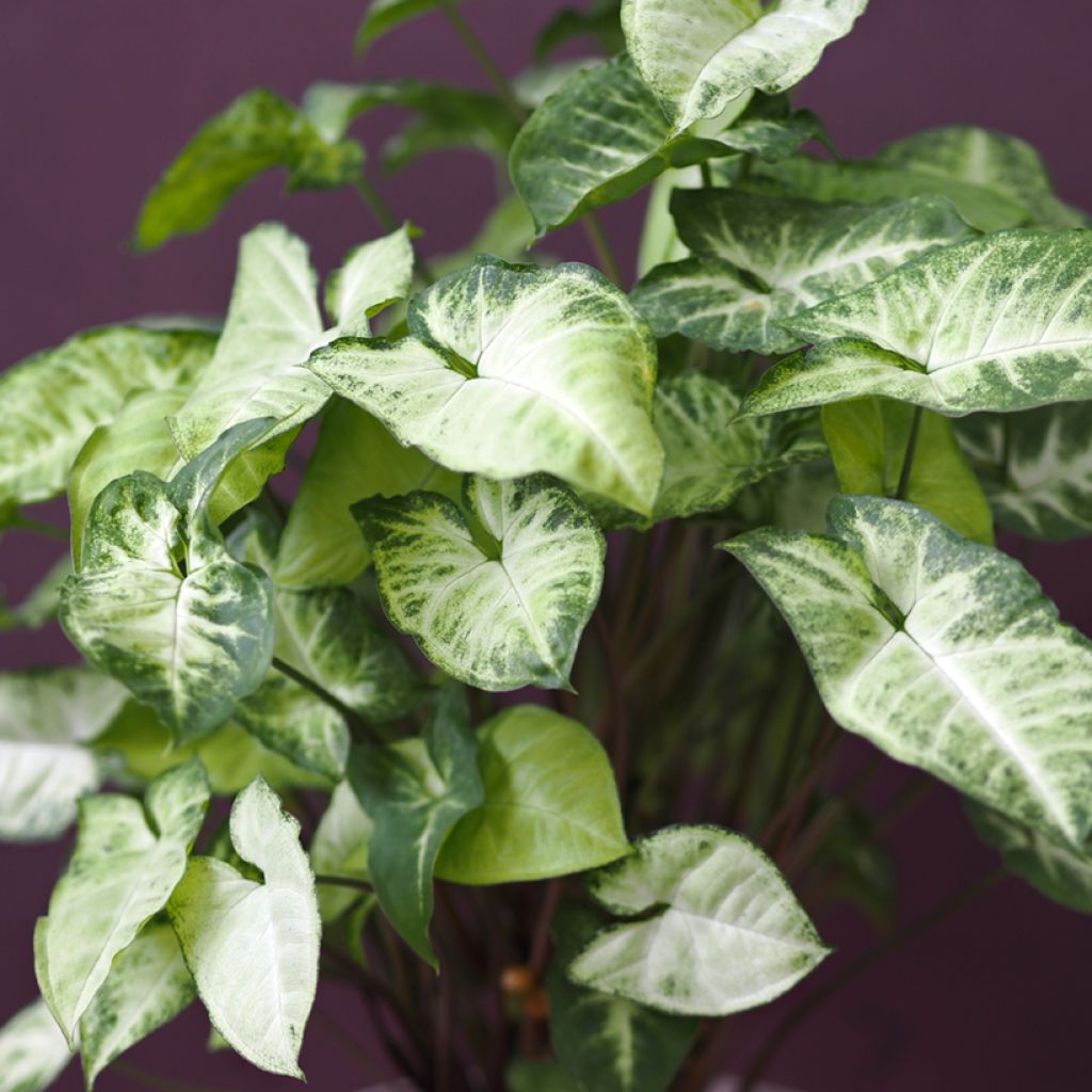 Syngonium Snow White - Patte d'oie