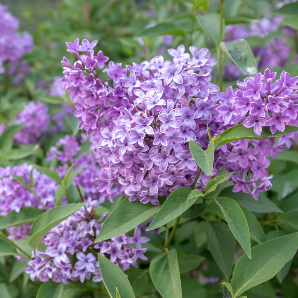 Lilas - Syringa chinensis Saugeana