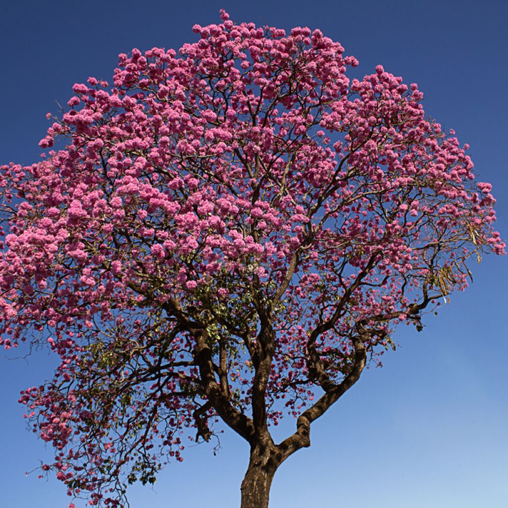 Tabebuia impetiginosa - Lapacho