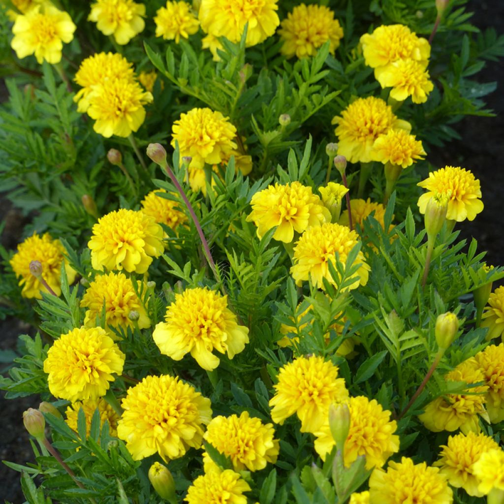 Graines d'Oeillet d’Inde Petite Citroengeel - Tagetes patula