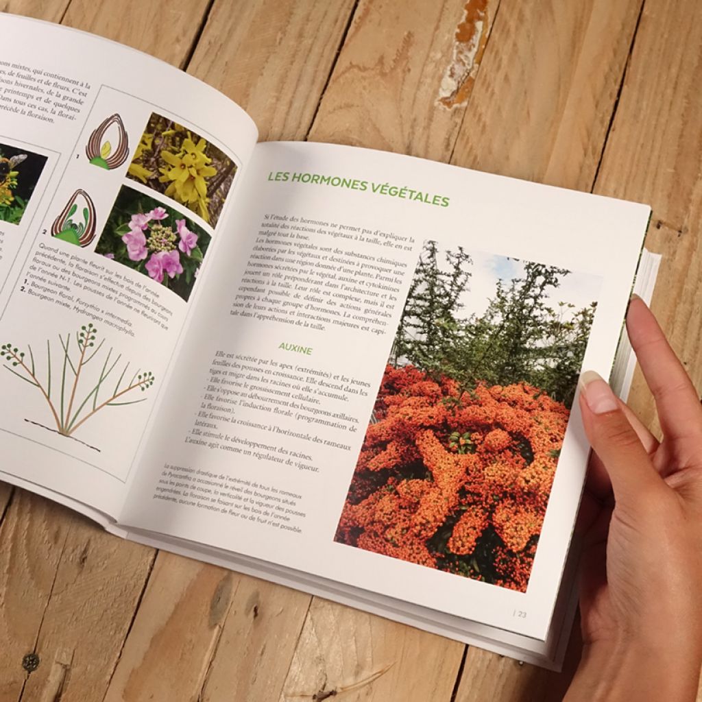 Tailler facilement tous les arbustes d'ornement