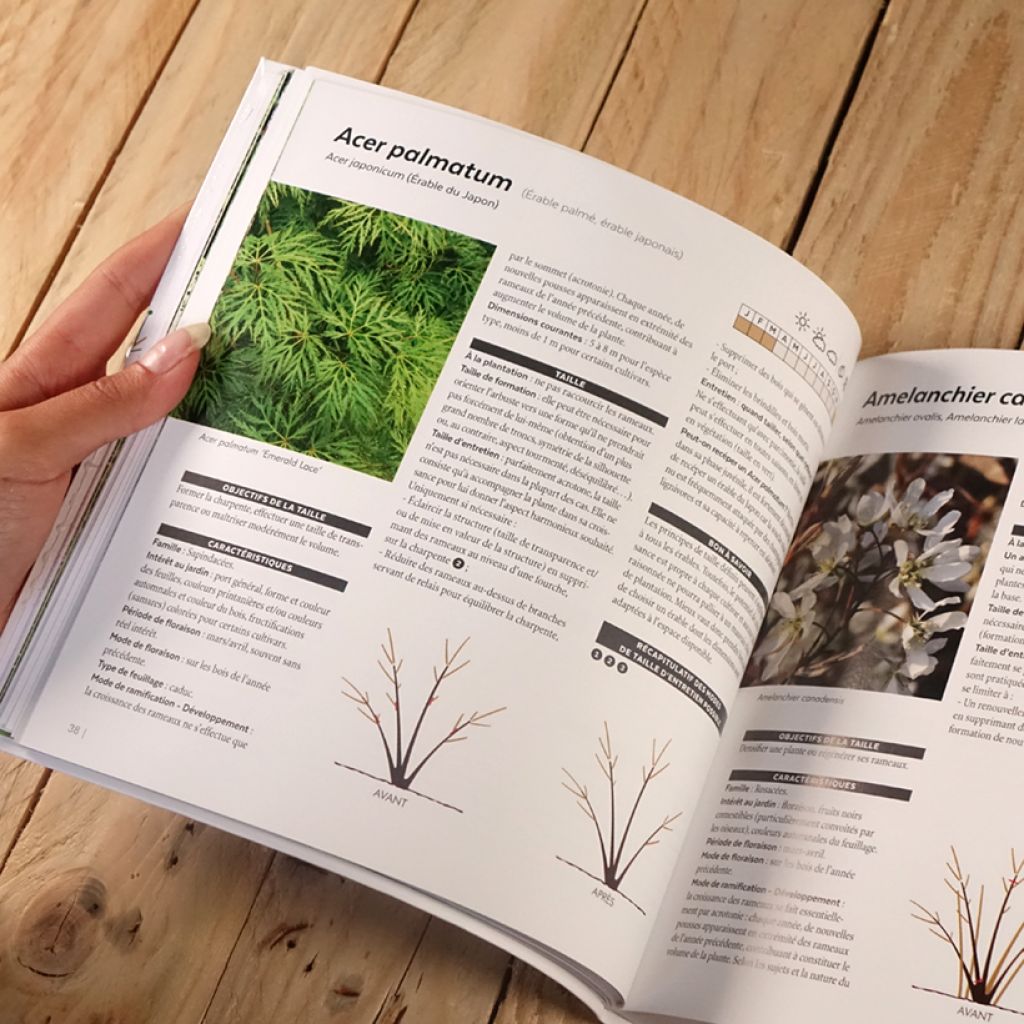 Tailler facilement tous les arbustes d'ornement