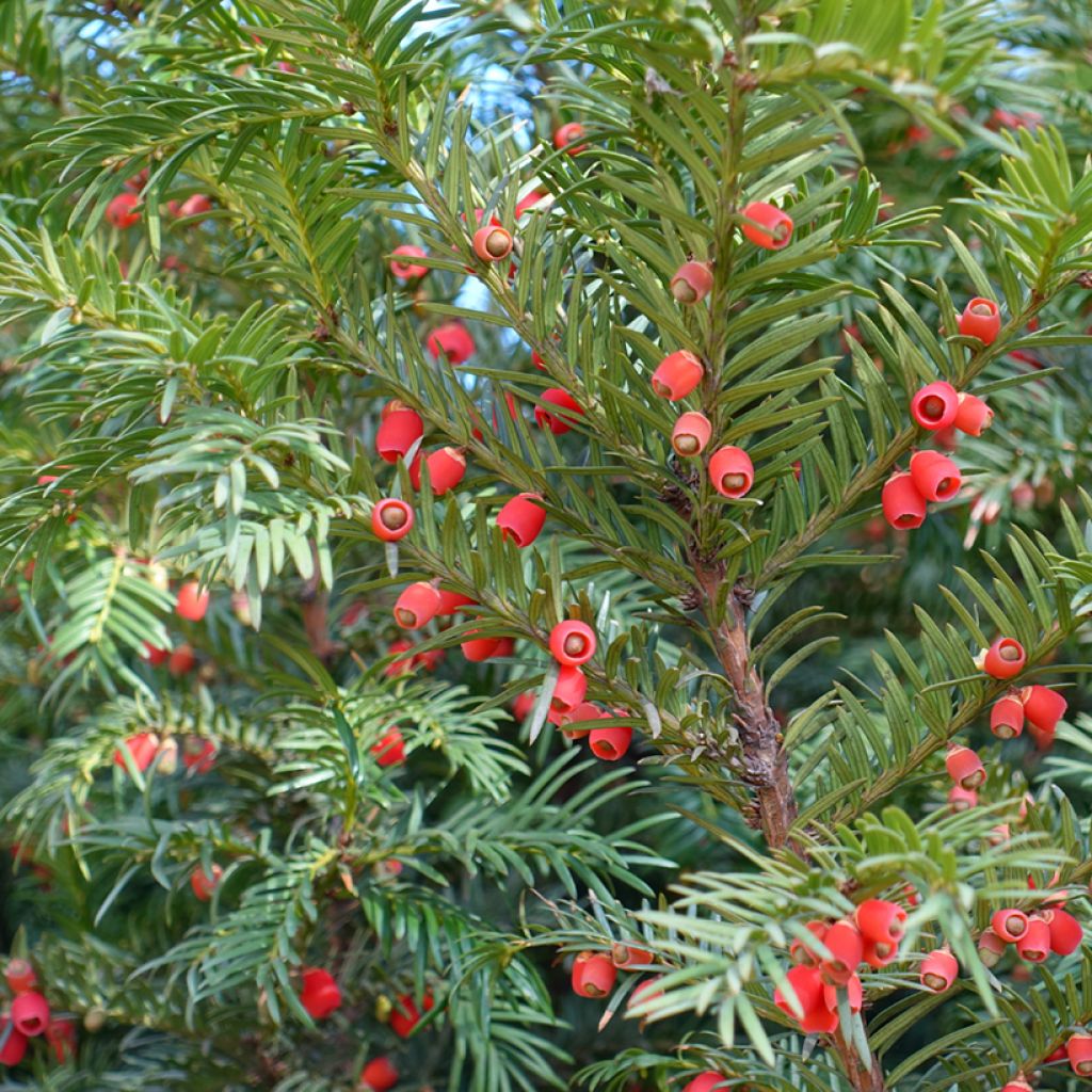 Taxus baccata - If commun