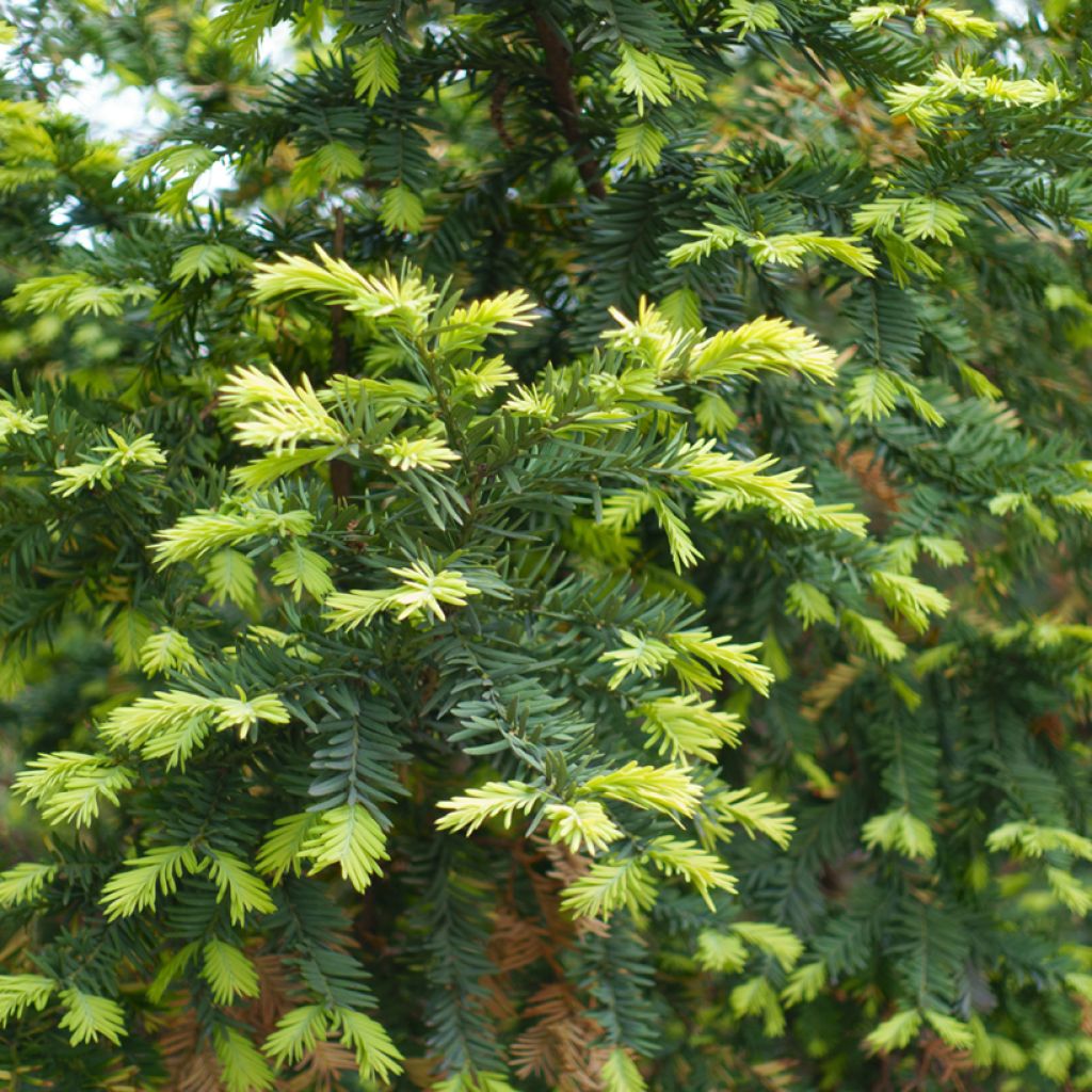 Taxus baccata - If commun