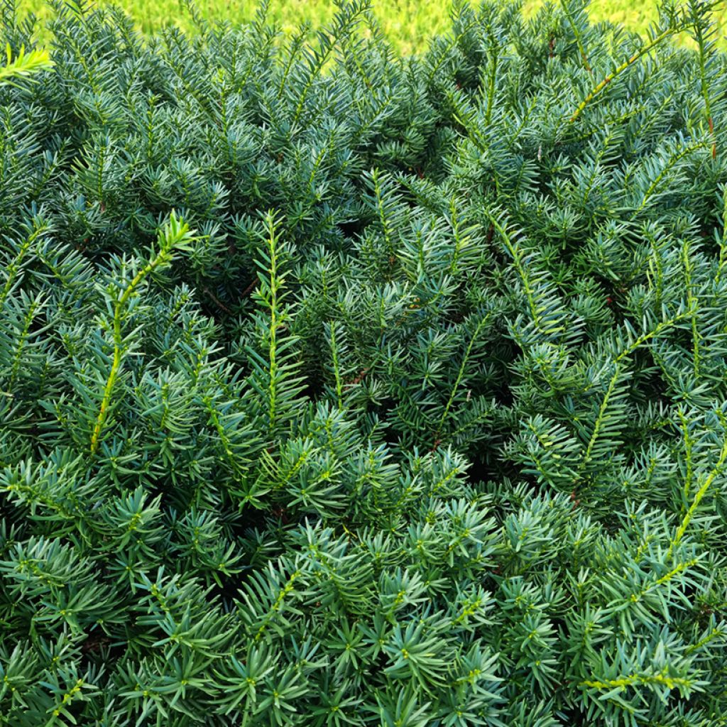 Taxus baccata - If commun