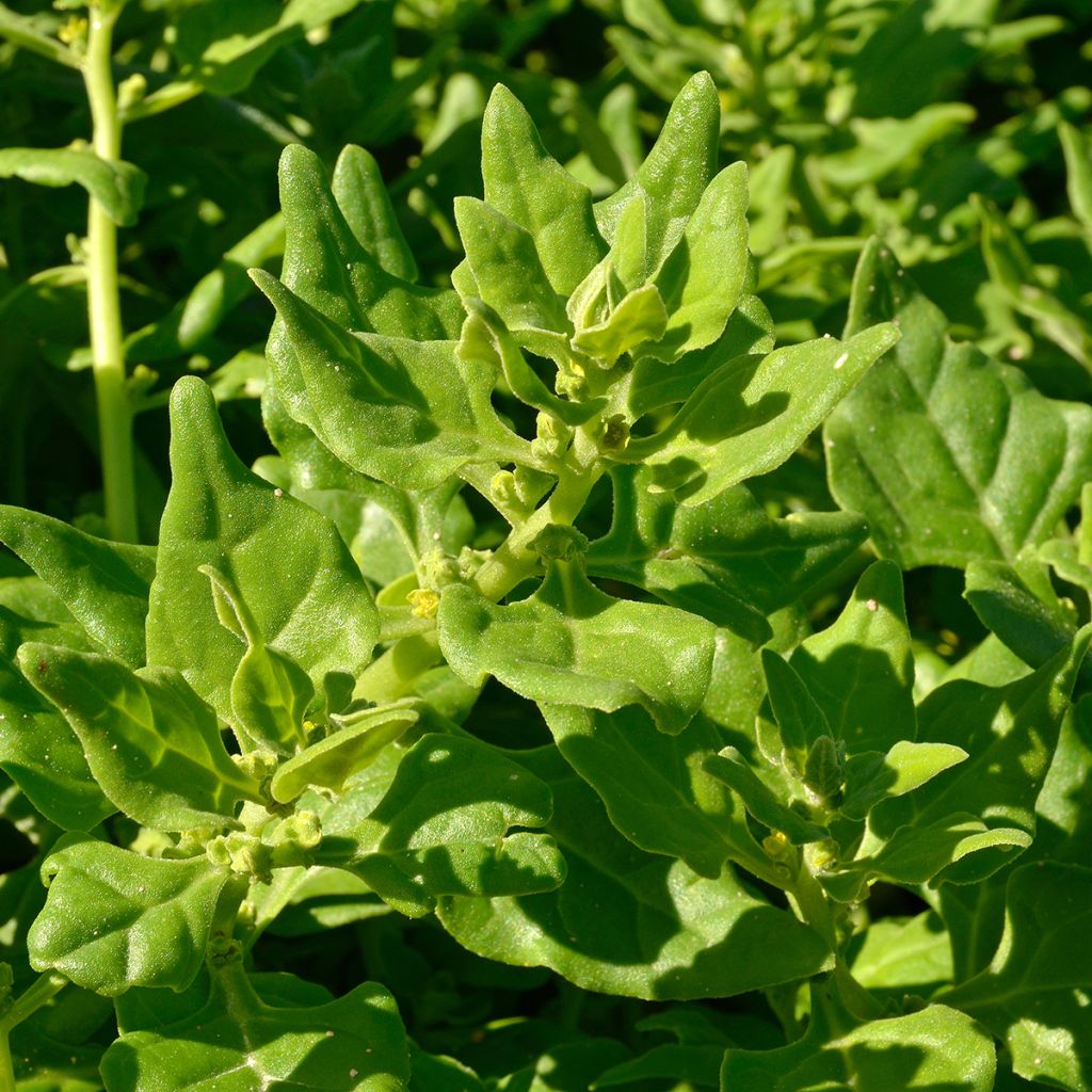 Tétragone cornue NT - Ferme de Sainte Marthe