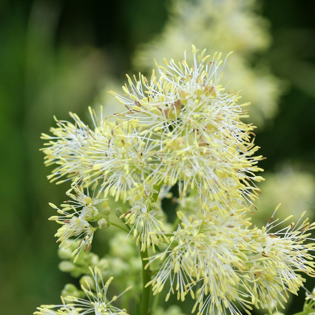 Thalictrum sphaerostachyum - Pigamon à tête ronde