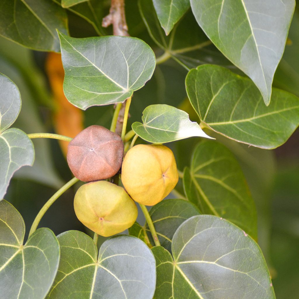 Thespesia populnea - Bois de rose d'Océanie