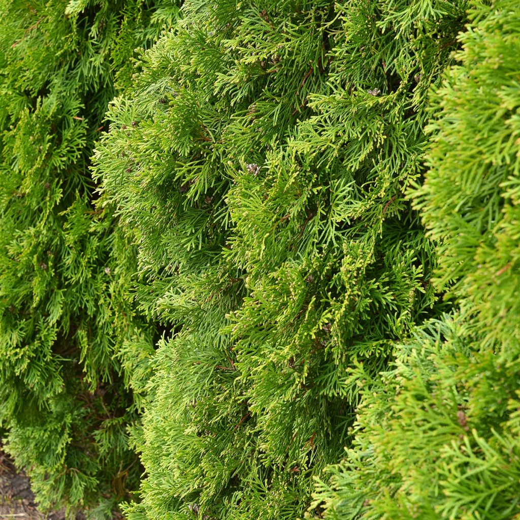 Thuya du Canada - Thuja occidentalis Kordes