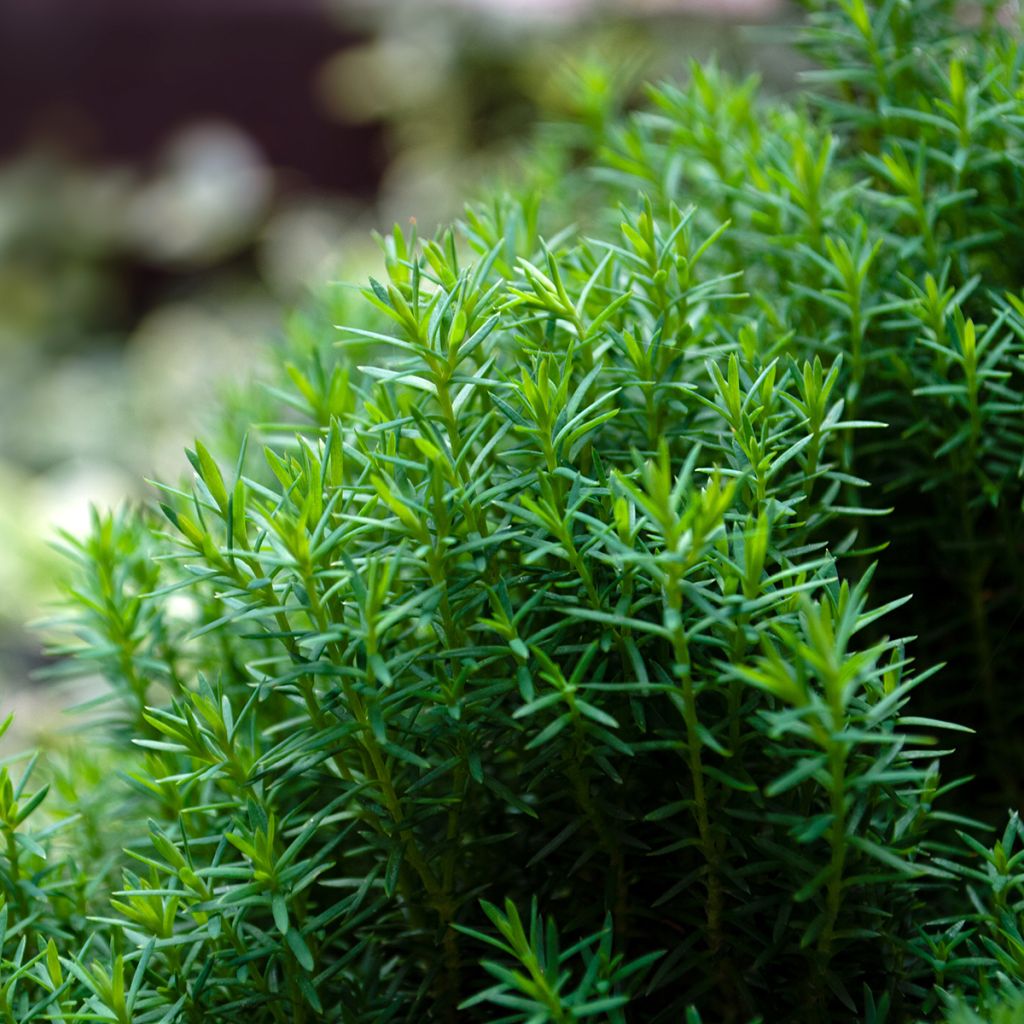 Thuja occidentalis Teddy - Thuya du Canada                       