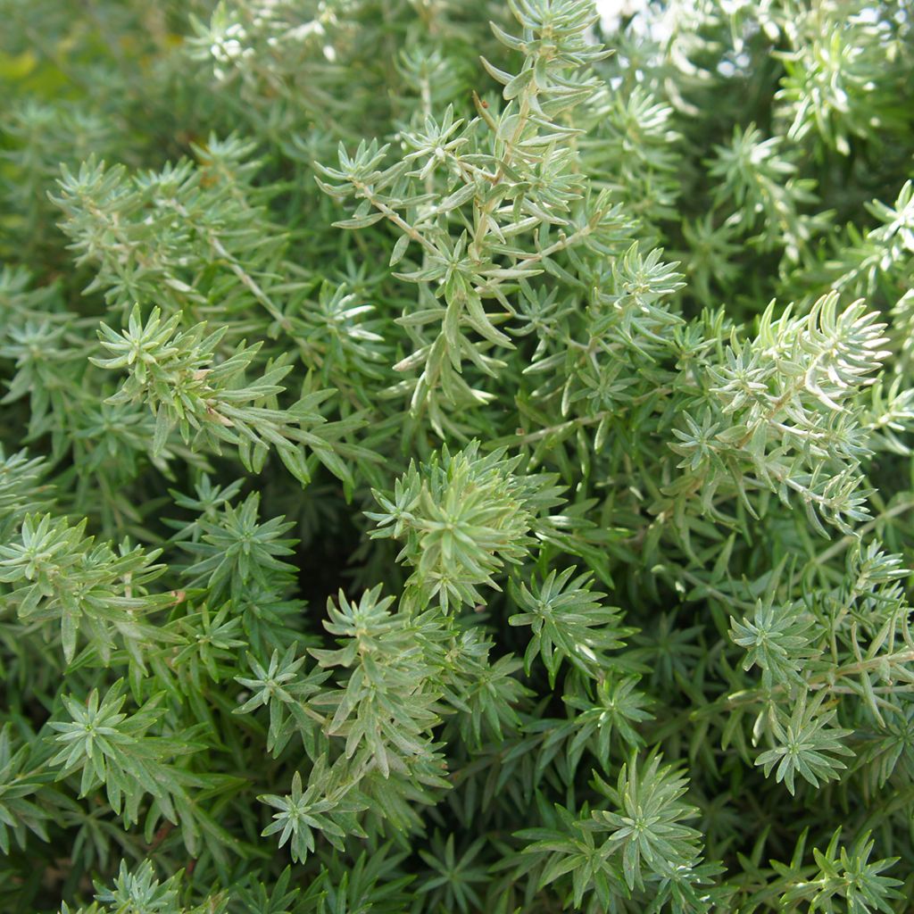 Thuja occidentalis Teddy - Thuya du Canada                       