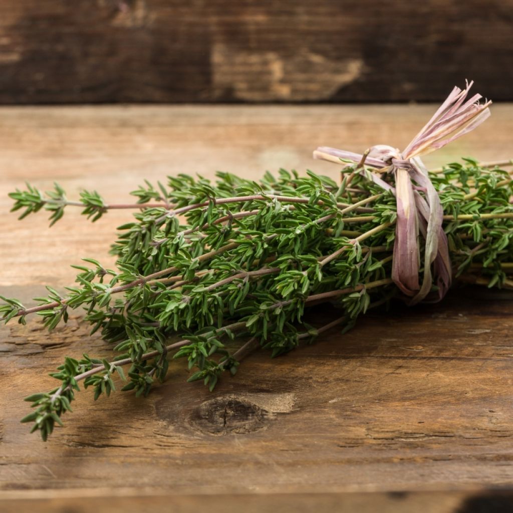 Thym faustinoi en plants