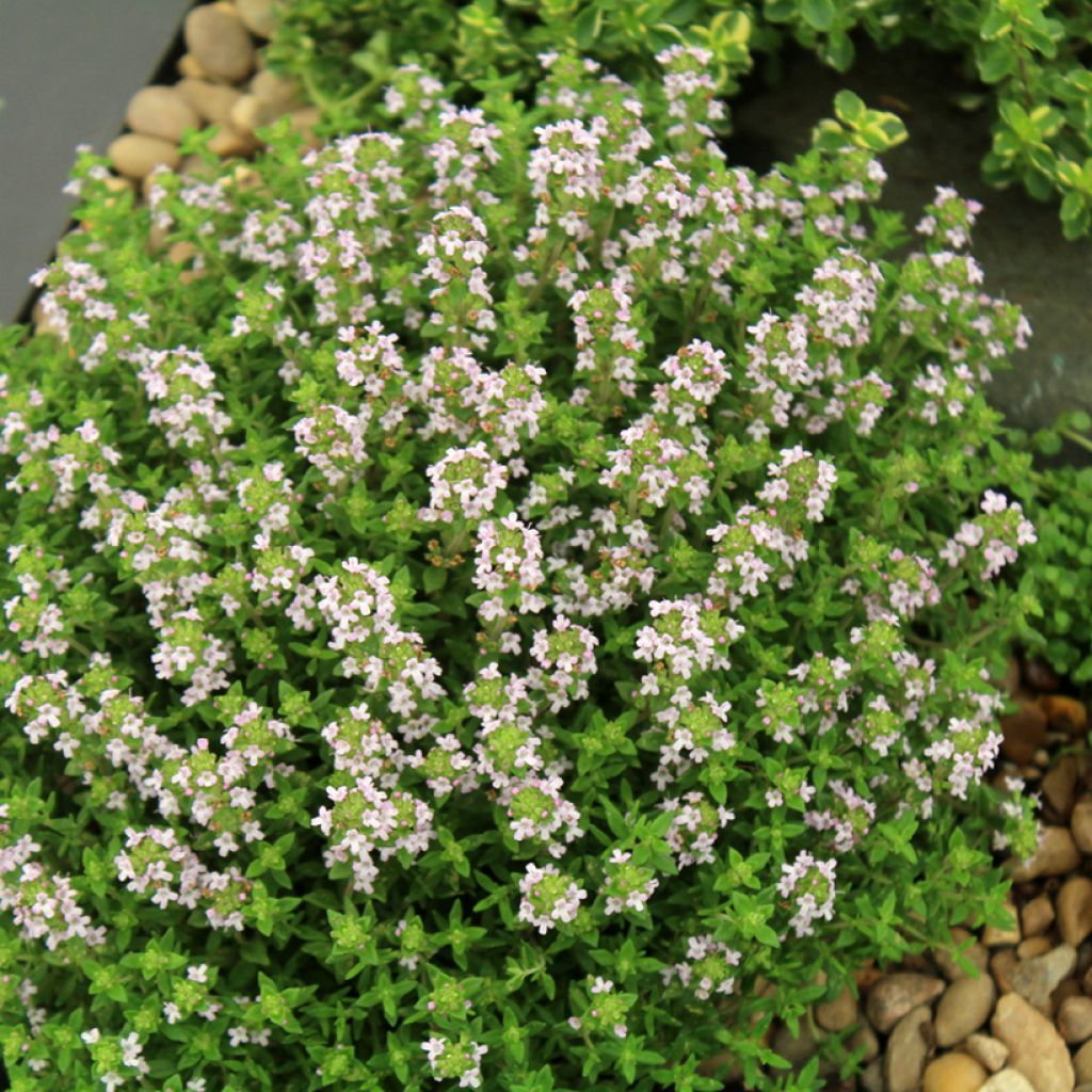 Thymus vulgaris Compactus - Thym commun Compactus BIO