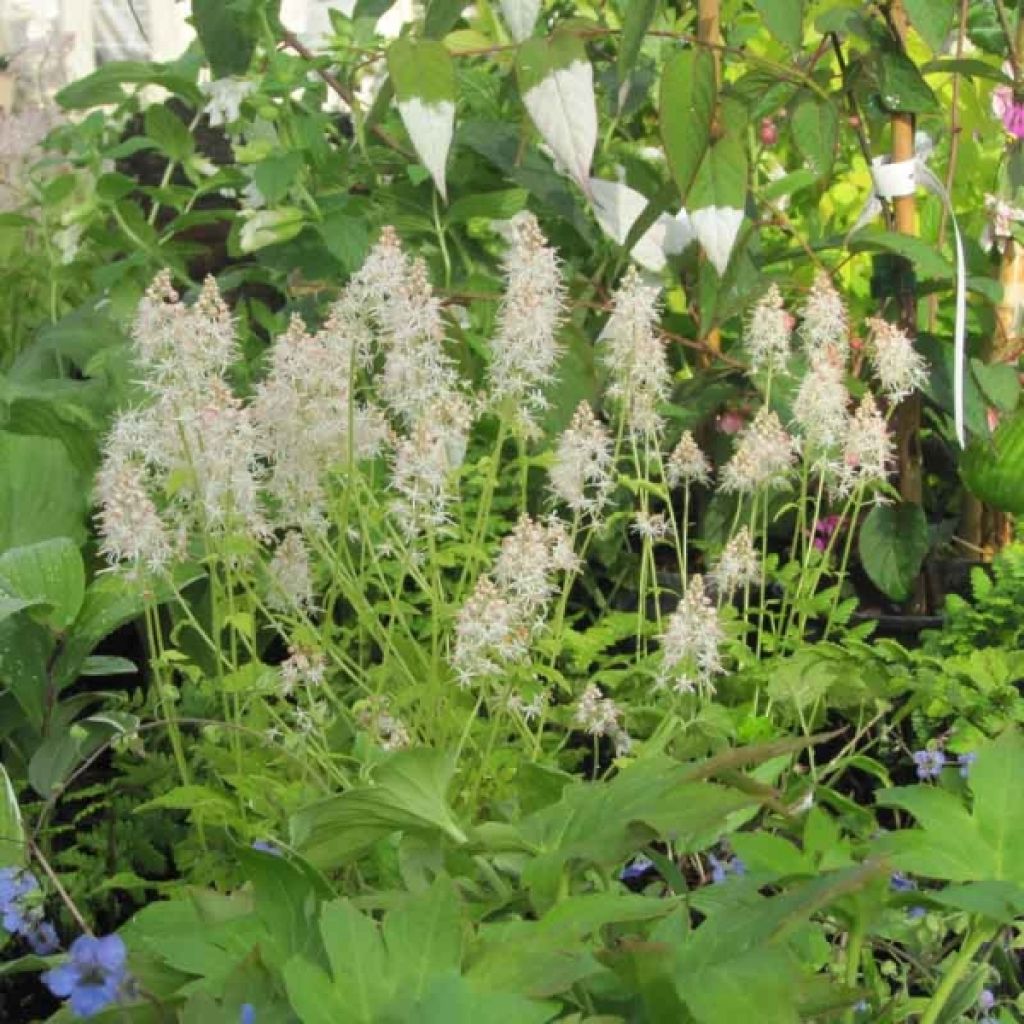 Tiarelle - Tiarella cordifolia Moorgrun