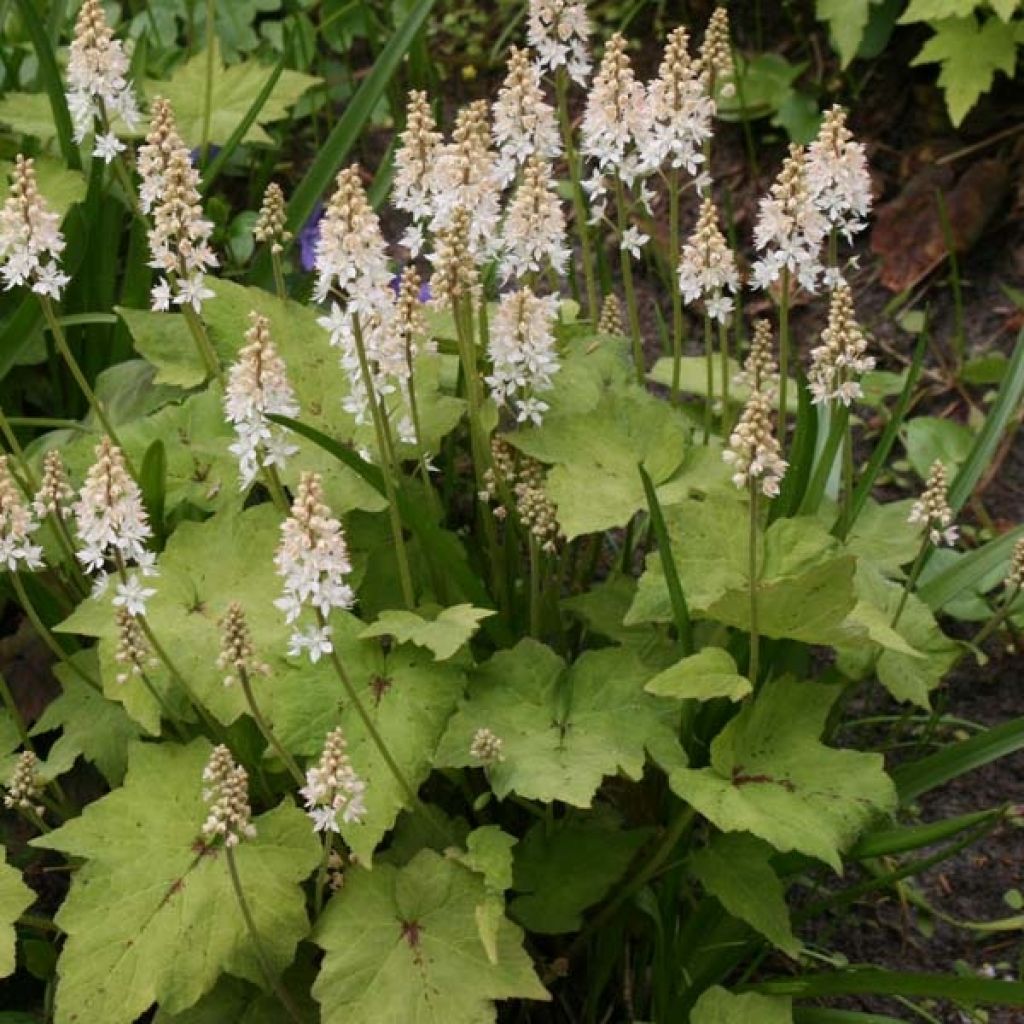Tiarelle - Tiarella cordifolia