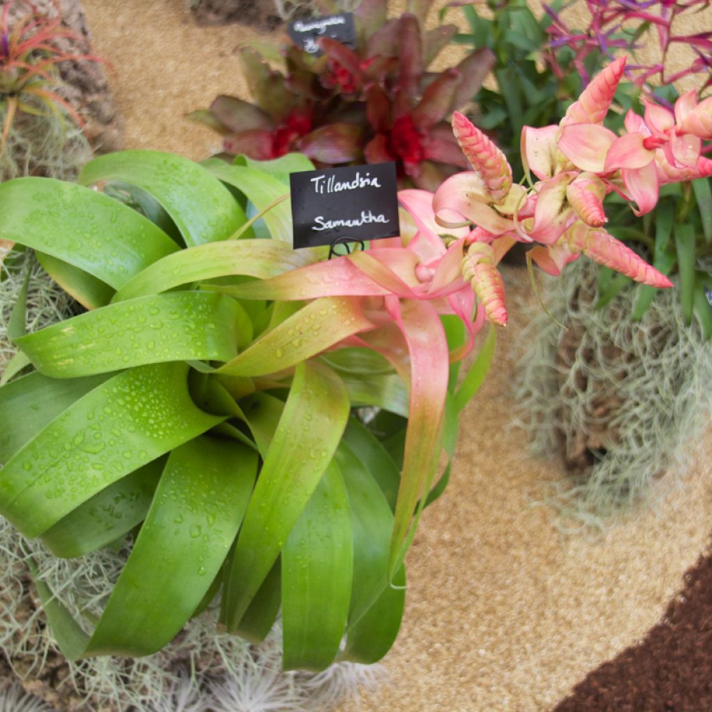 Tillandsia Samantha