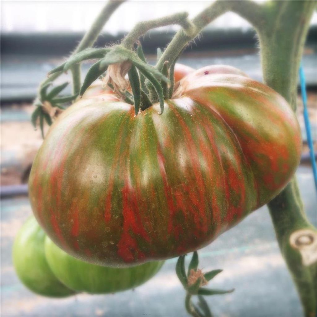 Tomate Chocolate Stripes NT - Ferme de Sainte Marthe