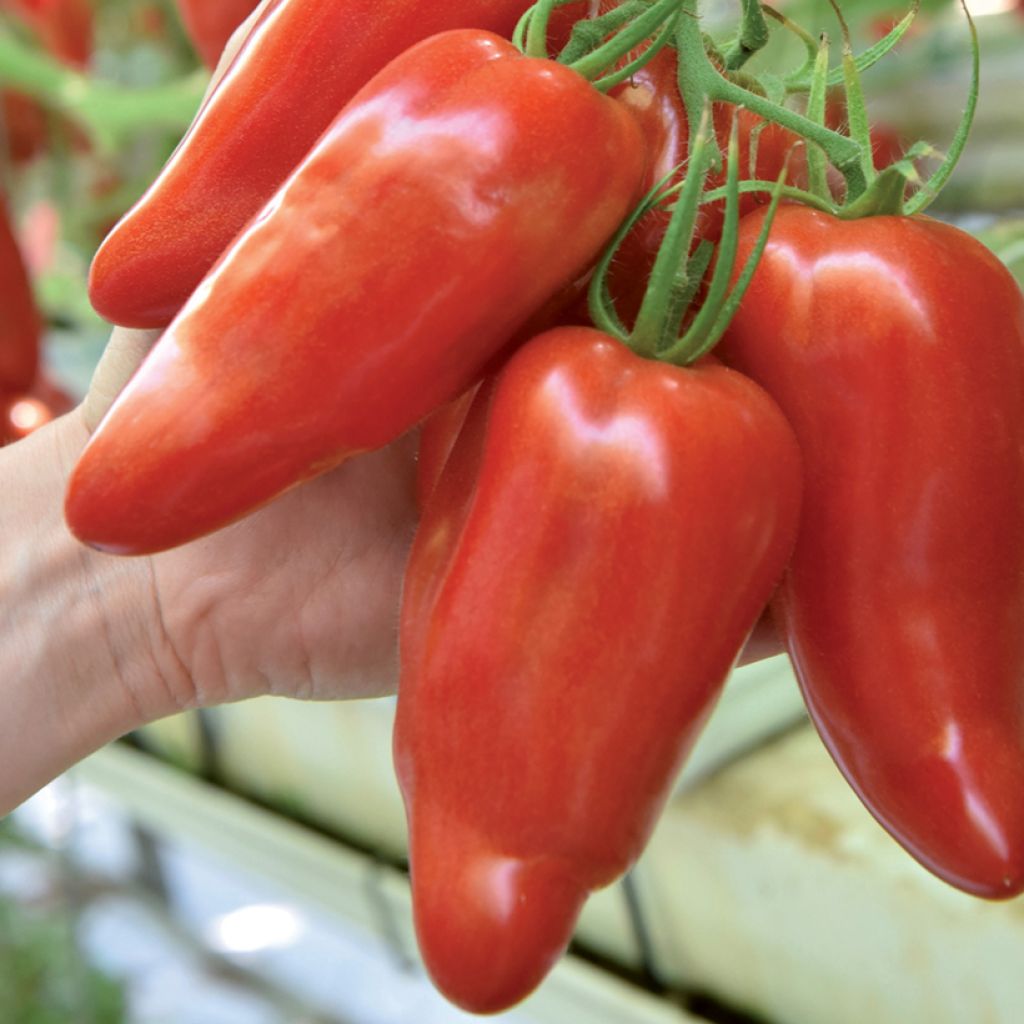 Tomate Licorna F1 en plant - Tomate allongée