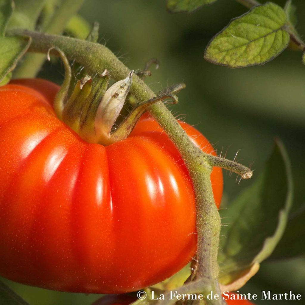 Tomate Marmande Bio - Ferme de Sainte Marthe