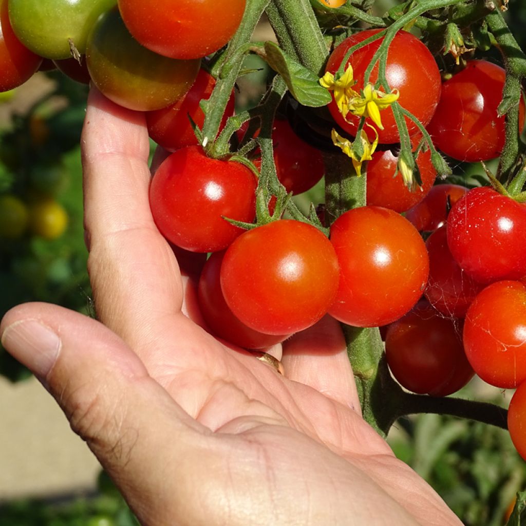 Tomate cerise Gusta Mini Red en plant Bio
