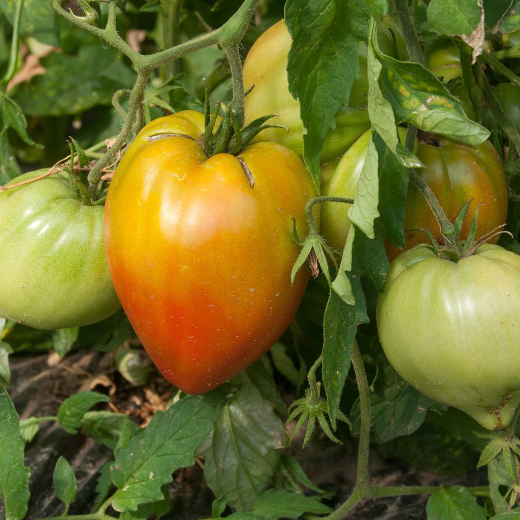 Tomate Ochsenherz Orange en plants GREFFES