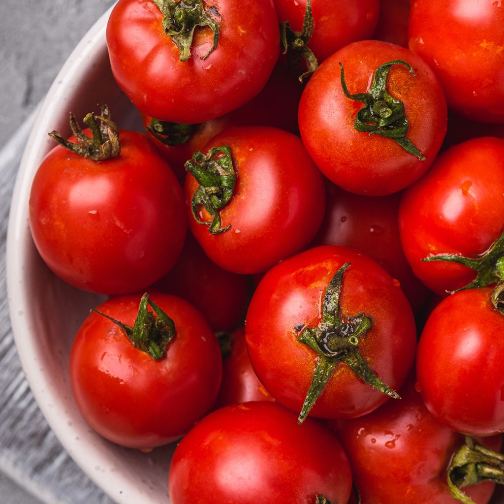 Tomate Pépite F1 (Création Vilmorin) - Vilmorin