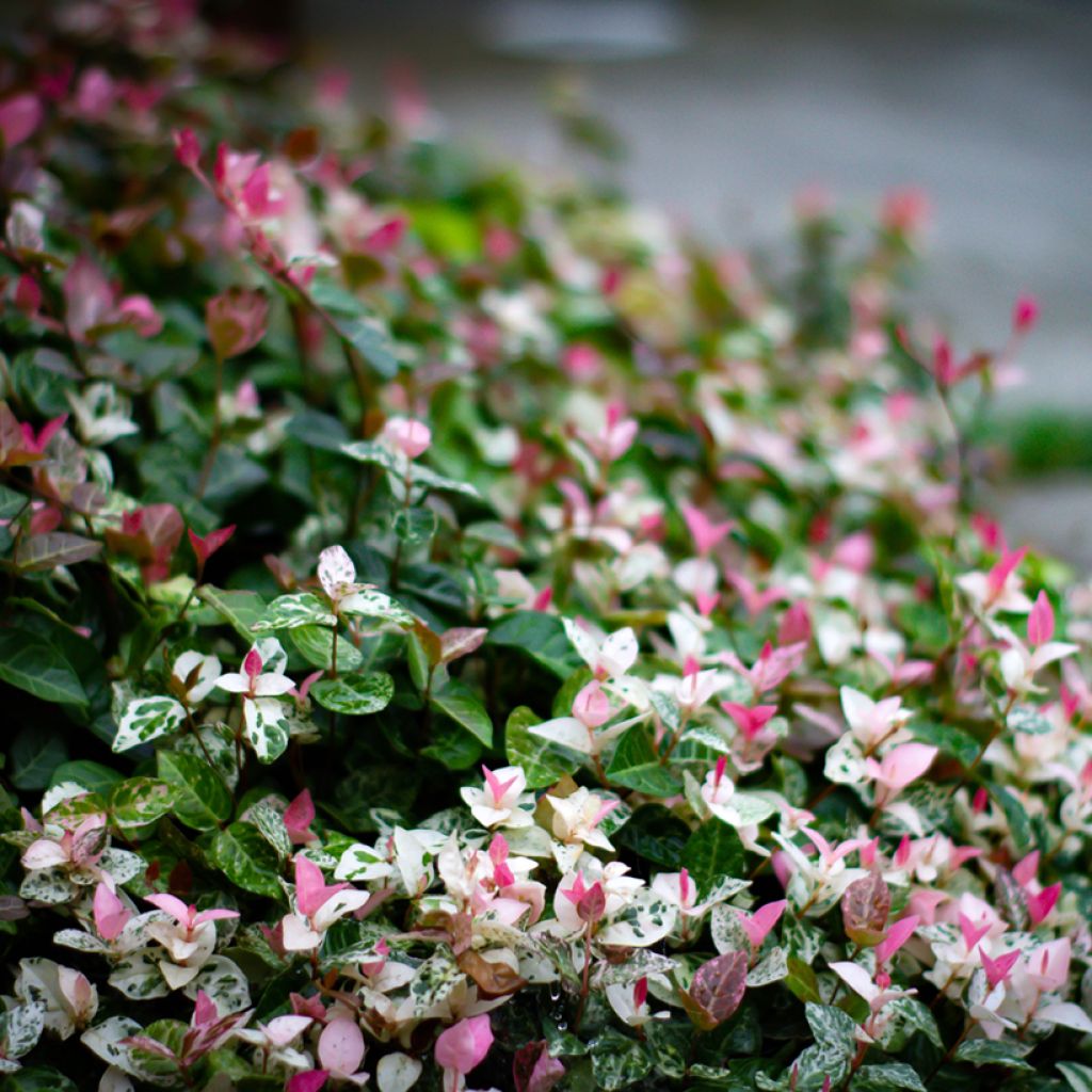 Trachelospermum asiaticum Tricolor - Jasmin étoilé panaché