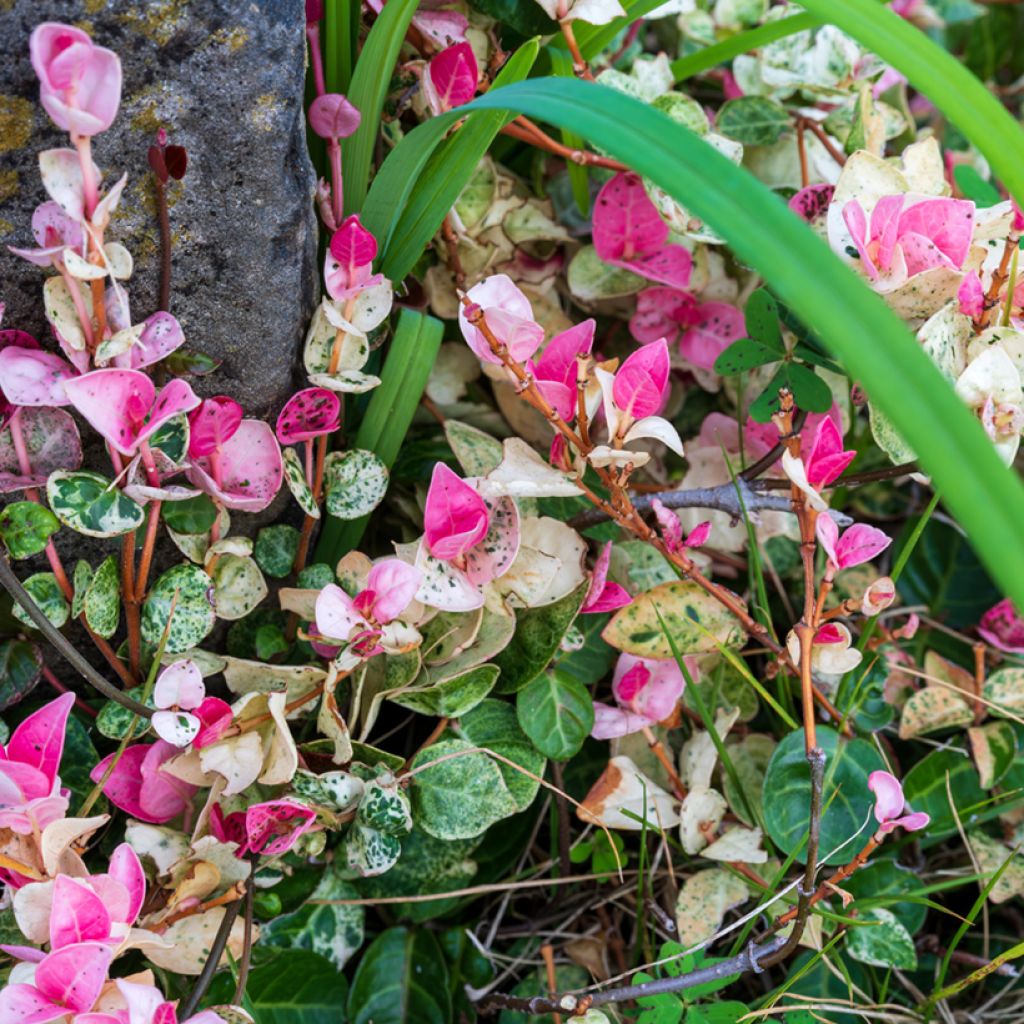 Trachelospermum asiaticum Tricolor - Jasmin étoilé panaché