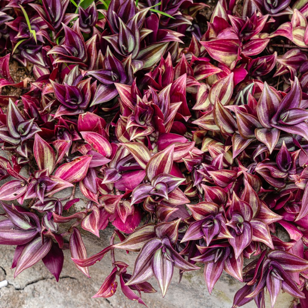Tradescantia zebrina Pink Paradise