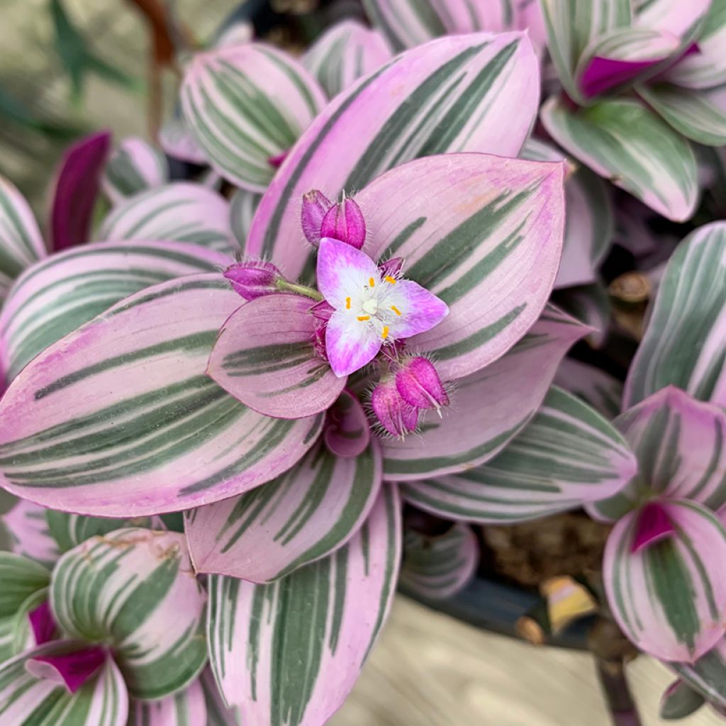 Tradescantia cerinthoides Sweetness