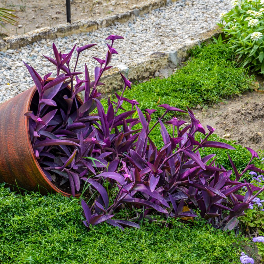 Tradescantia pallida Purple Heart - Misère pourpre