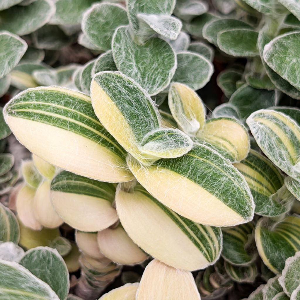 Tradescantia sillamontana Variegata - Misère laineuse