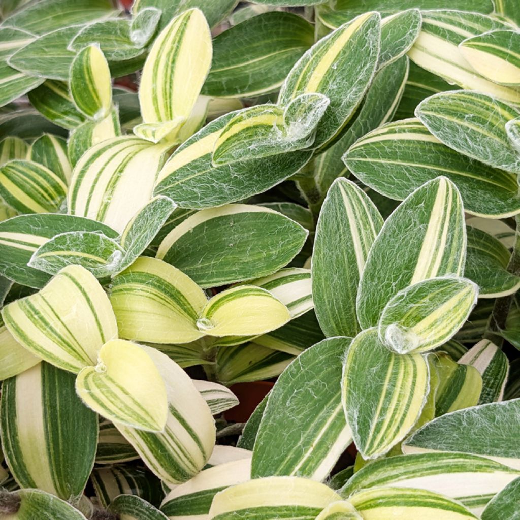 Tradescantia sillamontana Variegata - Misère laineuse