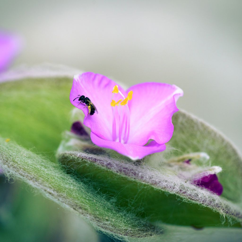 Tradescantia sillamontana - Misère laineuse