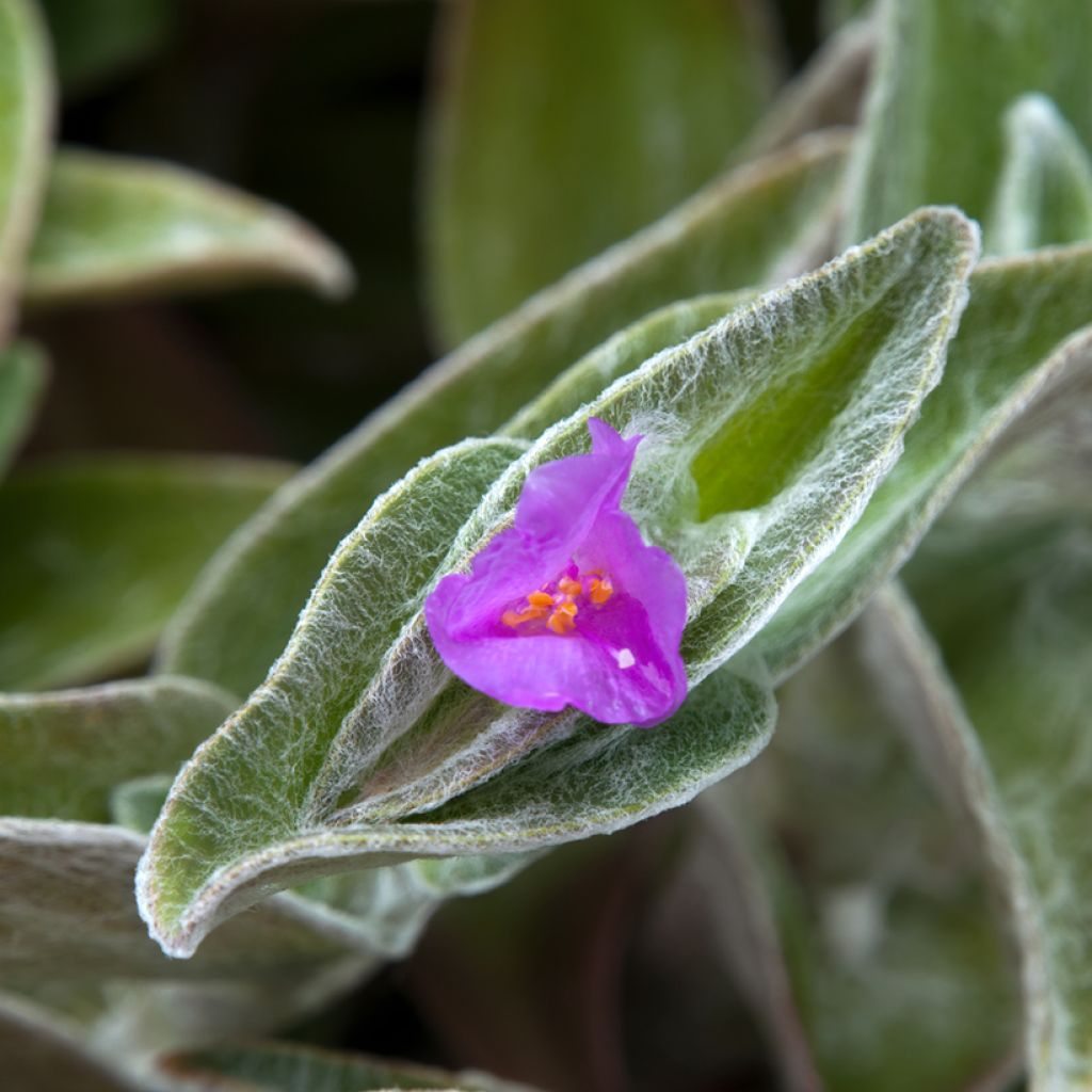 Tradescantia sillamontana - Misère laineuse